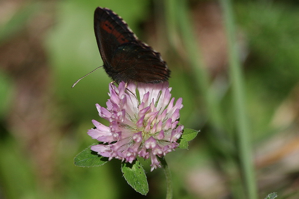 determinazione erebia